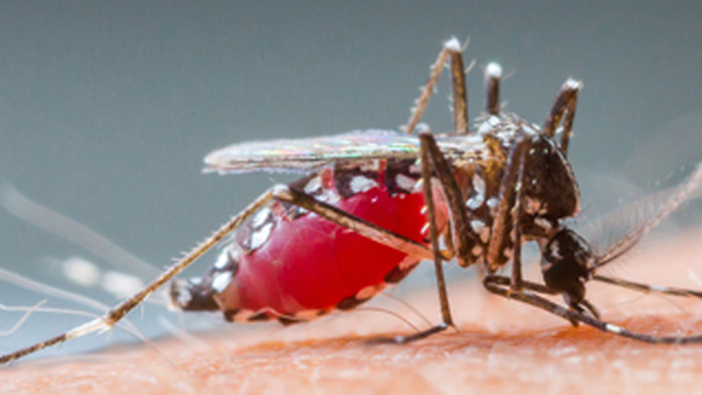 Les nouvelles stratégies de lutte contre les moustiques
